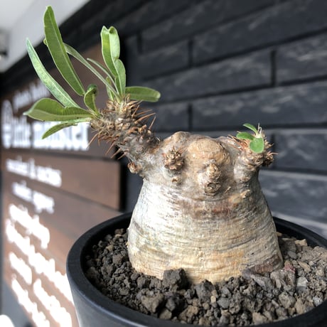 pachypodium gracilius《大きめS size》※現地球発根後店主国内管理3年株※極短枝且つ特化したプリンカラーが堪らない一株※mad black pot植え
