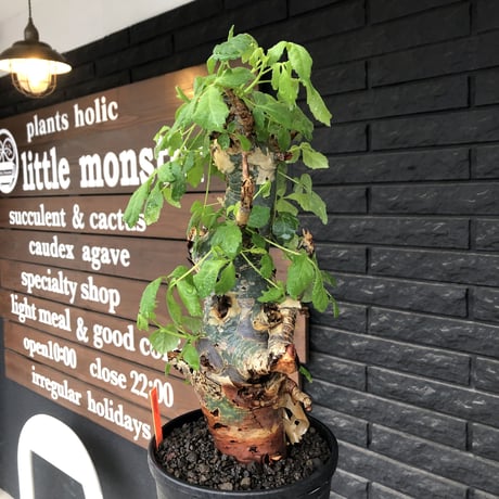 commiphora  holtziana《LL size》極太株※現地球発根後店主国内管理4年株※極太幹&weight低きwildな装い※tall pot植え