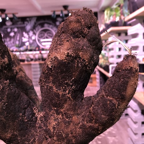 xerophyta  trichophylla《L size》※最強靭株‼︎再来‼︎　限定1株　※mad black pot植え
