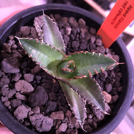 agave  titanota    red  catweezle《S size》※大人気の赤棘チタノタ‼︎ ※mad black pot植え（限定3株）