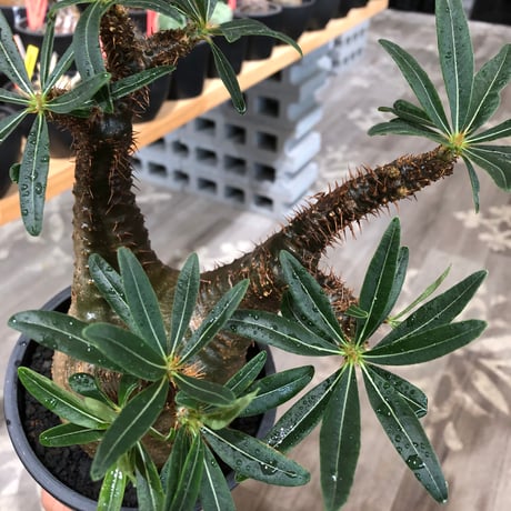 pachypodium gracilius《L size》※現地球株発根済※大きめで全方位A面な樹形バランス＆枝振りも抜群なgreen肌‼︎※black bowl pot植え