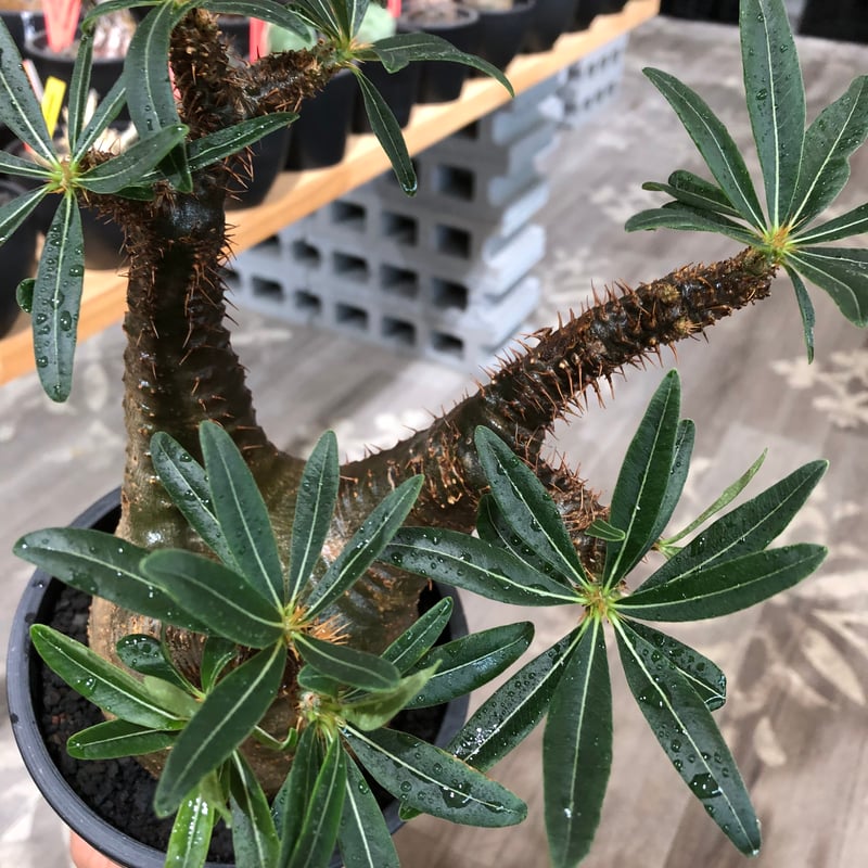 pachypodium gracilius《L size》※現地球株発根済※大きめで全方位A面