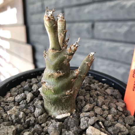othonna protecta littmon seed🌱《M size》※大切に育て、すくすく育ってくれたぼってり良樹形※mad black pot植え