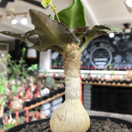 euphorbia francoisii《大きめS size》※現地球株発根済※稀なほど美しい白さと愛らし過ぎるまん丸ボディーが堪らない‼︎花付きも良き一株※black bowl pot植え