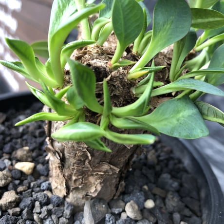 euphorbia  itremensis 《M size》※現地球発根済株※店主国内管理3年株※個体ごと樹形が違う成長過程も楽しめ木質の表皮も魅力な堪らない人気者※mad black pot植え