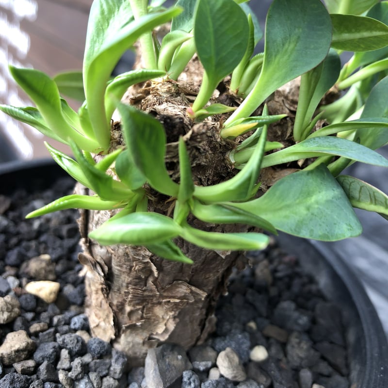 euphorbia itremensis 《M size》※現地球発根済株※店主国内管理3