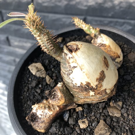pachypodium gracilius《M size》現地焼け肌&4-he'd株※現地球発根後店主国内管理3年株※まさに🥚卵のかの如く‼️渾身の一株※mad black bowl pot植え
