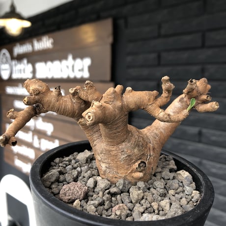 ユーフォルビアイトレメンシス | STORES