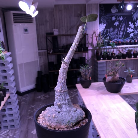 adenia    stylosa《M  size》 発根済み株  恐竜の卵の様な表皮が堪らない