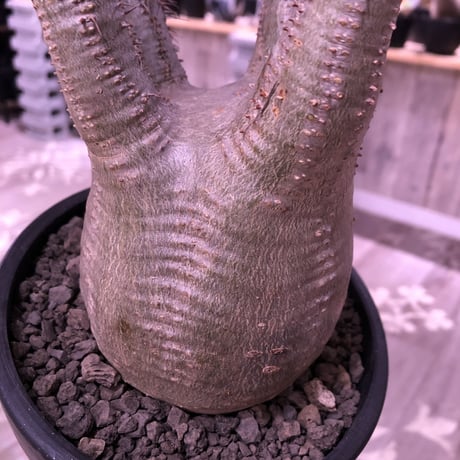 packypodium  gracilius《L size》※現地球発根済株‼︎※大変綺麗な肌質と枝振りbalanceも出来過ぎな美球体株‼︎※mad black bowl pot植え