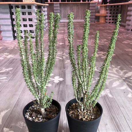 namaquensis | STORES