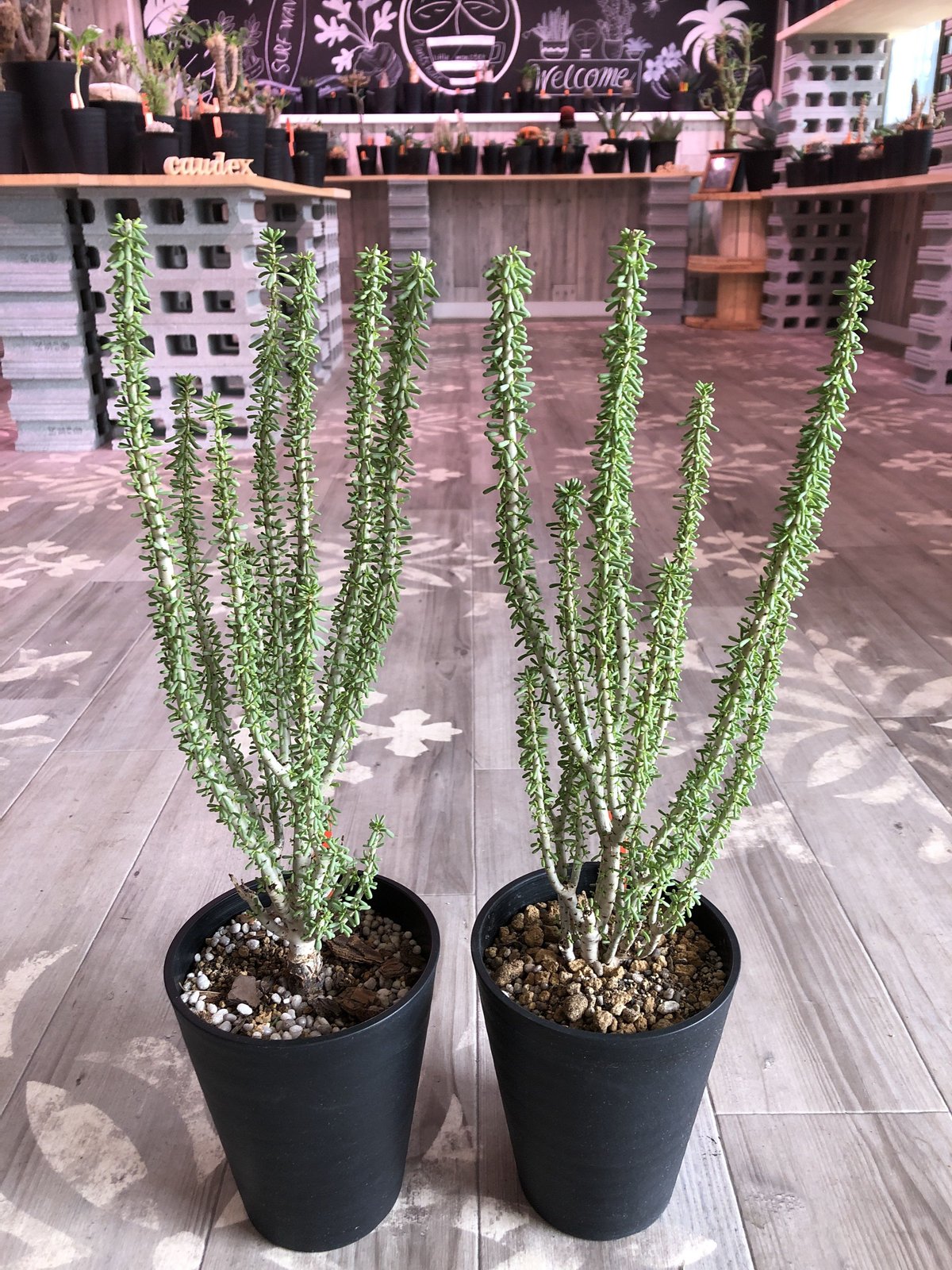 ceraria namaquensis《L size》 | plants holic ceraria namaquensis《L size》 | plants holic