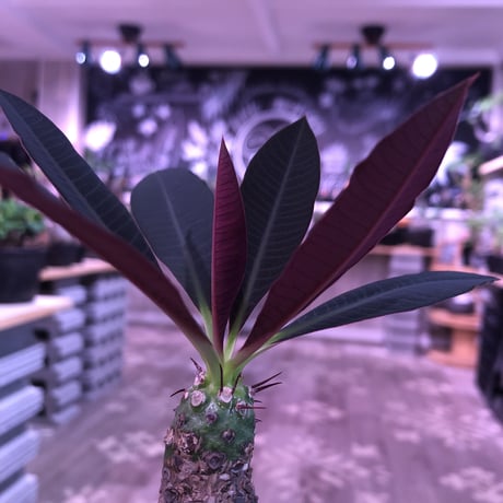 euphorbia   pachypodioides《M size》※恐竜の卵みたく肌質とボコボコ表皮が可愛くて堪らない‼︎※mad black bowl pot植え※ 限定2株 