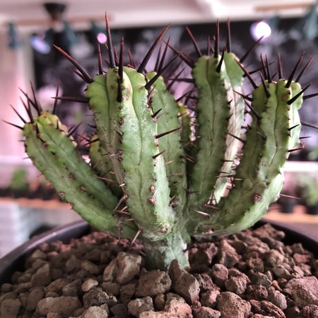euphorbia enopla《M size》希少‼︎monst株※鋭い黒棘にこの丈ながらwildな躍動感とweightも低く枝振りbalance良きモンスト株※mad black pot植え