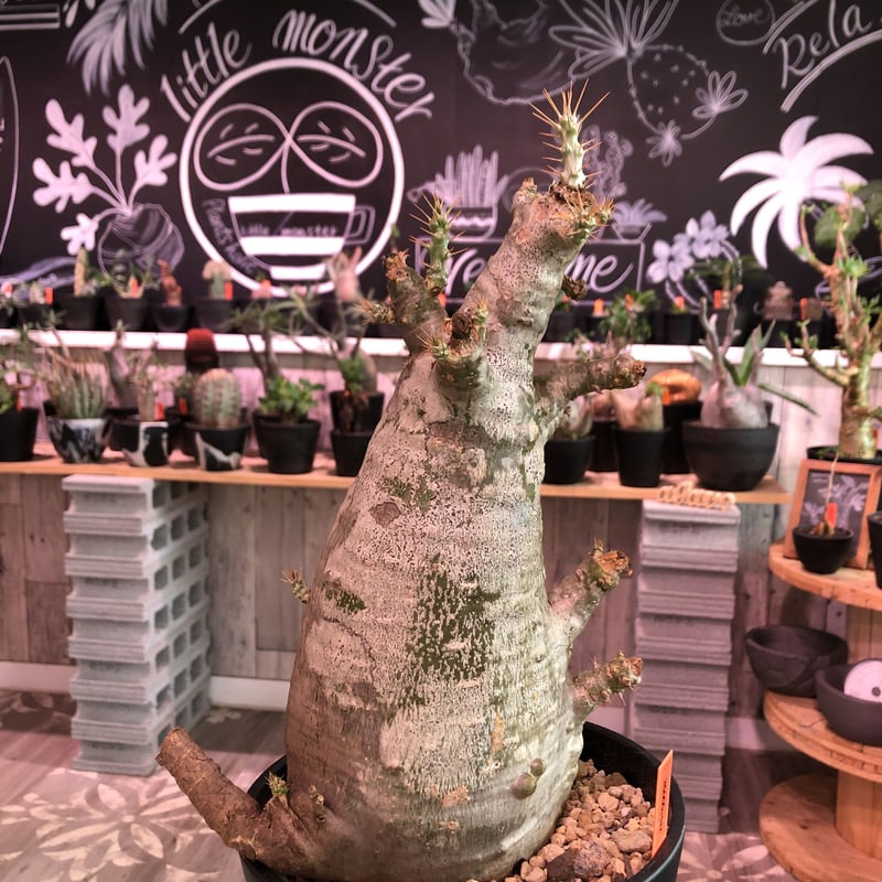 packypodium saundersii（L size）※現地球発根済み株‼︎ ※