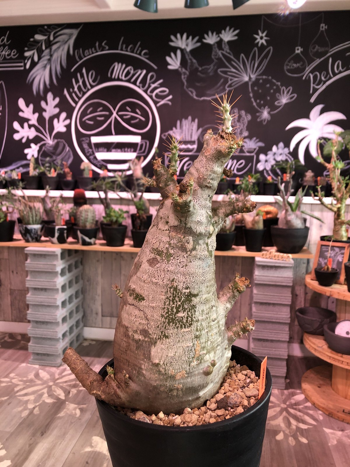 packypodium saundersii（L size）※現地球発根済み株‼︎ ※