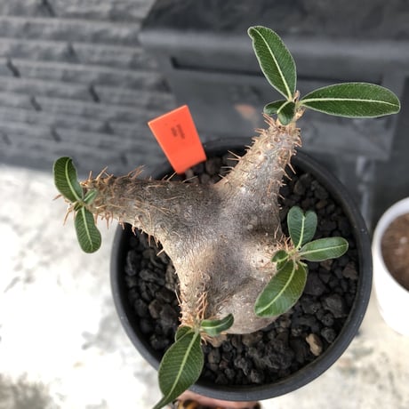 pachypodium  cactipes《 大きめS  size》※現地球発根済株※店主国内管理2年株※大変バランス良き可愛い選抜株‼︎※mad black bowl pot植え