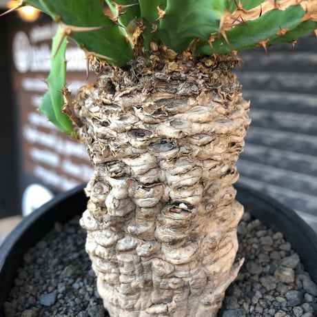 euphorbia clavigera 《M size》※現地球株発根済※ワイルドすぎる勲章（傷跡）を持ち樹形バランスも抜群な良き出立ちな一株※black pot植え