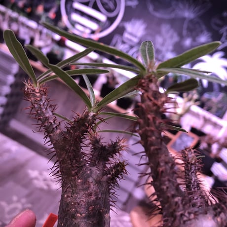 packypodium  gracilius（S size）希少‼︎三分頭株🌵🌵🌵※現地球発根済株※小振りSサイズでコンパクトな珍しい三つ子グラキ‼︎※mad black pot植え