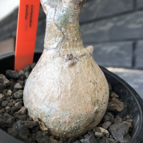 pachypodium gracilius《大きめS size》※現地球発根後店主国内管理3年株※美しい現地焼け肌に球体株元&屈折した捻くれ枝が愛くるしい‼︎※mad black pot植え