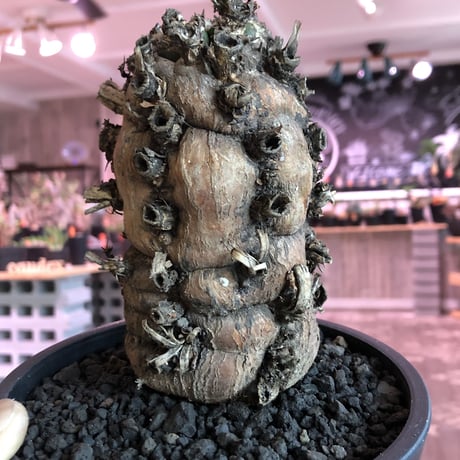 euphorbia   mlanjeana《M size》驚愕株‼️激希少‼︎‼️ ※mad black pot植え  ⚠️店舗用在庫ございます。お問い合わせ下さい。