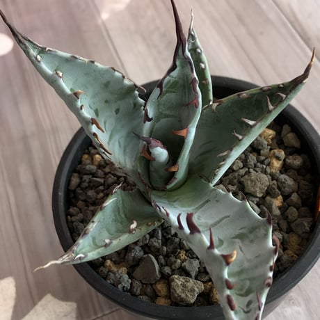 agave    zebra（last1株）