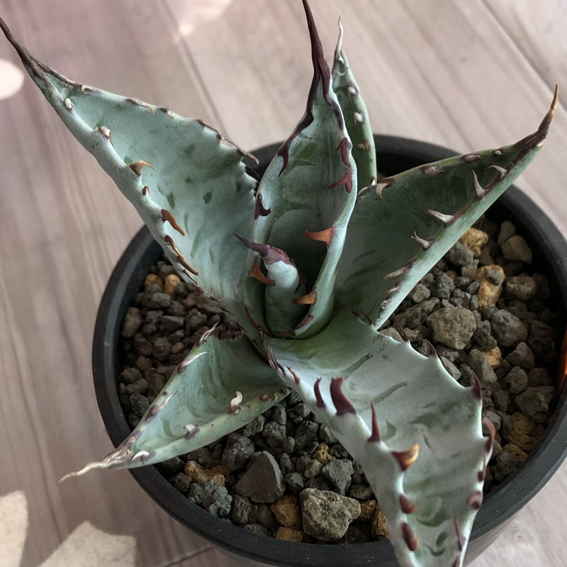 agave zebra(last1株) | plants holic agave zebra(last1株) | plants holic