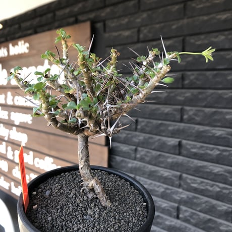 sarcocaulon  vanderietiae《小さめL size》※現地球発根後店主国内管理3年株※希少夏型種‼︎balance良樹形な幹上がり仕立て※mad black bowl pot植え