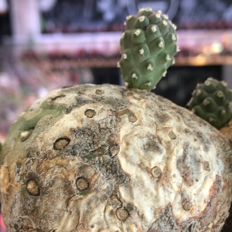 tephrocactus geometricus 《LL size》激希少‼︎※現地球株発根済※実生株＆カキ仔株でないと流通がほぼないため所持率も極めて低き渾身の一株※black bowl pot植え