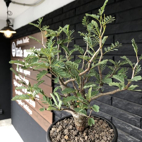 senna  meridionalis《 L size》※現地球発根済株※幹の色が濃くweightがlow仕立てによりコンパクトに纏まった大きめセンナ※mad black bowl pot植え