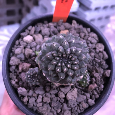 copiapoa   hypogaea《M  size》子吹き株※現地球カキ仔自根株※店主国内管理3年株※黒肌に優しい黒棘がwildなヒポガエア※mad black bowl pot植え※No.④