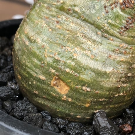 pachypodium gracilius《大きめS size》希少‼︎green肌※現地球発根済株※店主国内管理2年株※weight低き捻くれぼってり樹形が堪らない※mad black pot植え