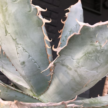 agave  titanota whiteice《大きめLL size》※現地球発根済株※美しく肉厚の葉にその名の通り白棘とのcontrastが堪らないbig株‼︎地植え可能‼︎