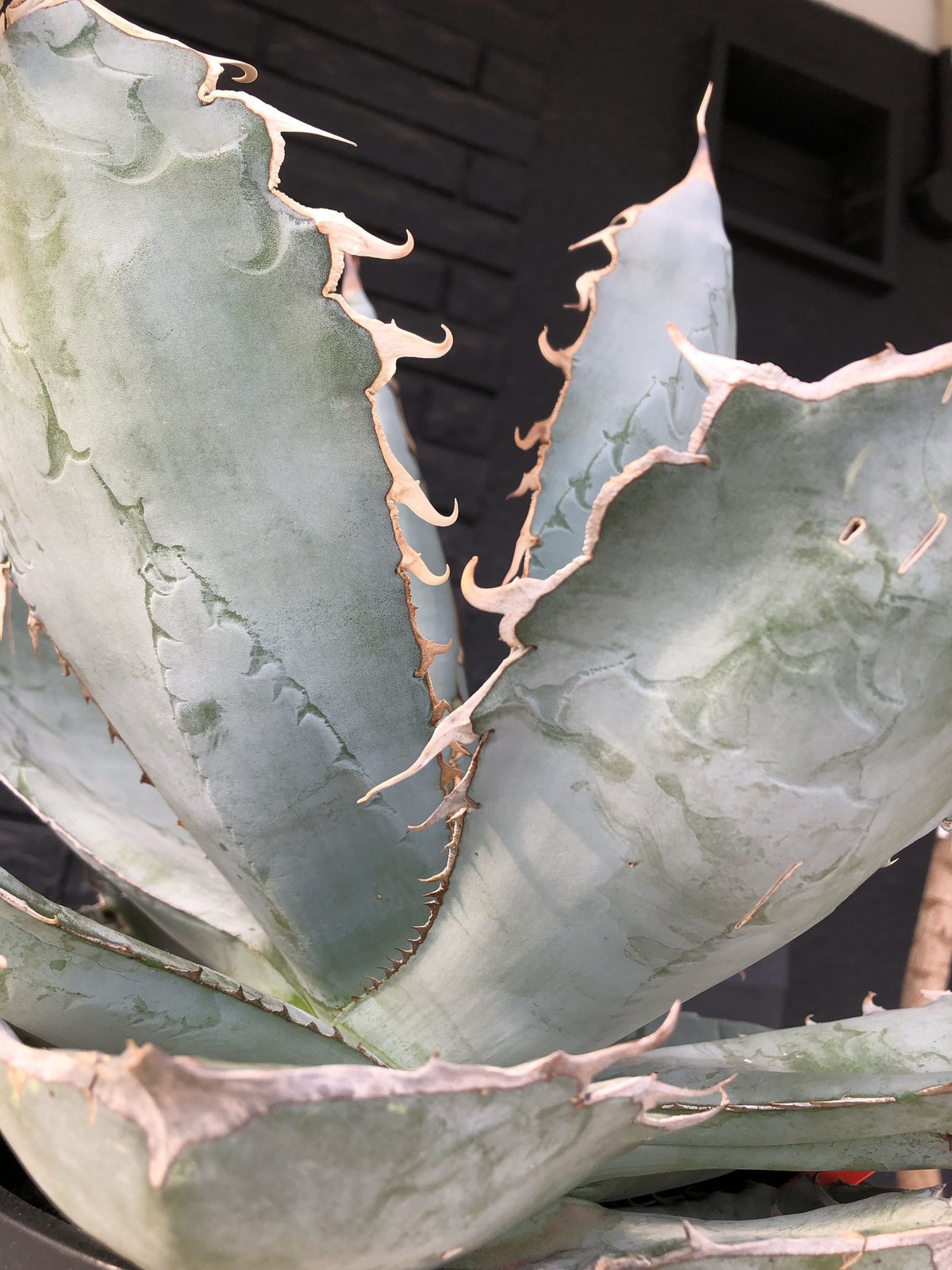 agave titanota whiteice《大きめLL size》※現地球発根済株※美し agave titanota whiteice《大きめLL size》※現地球発根済株※美し
