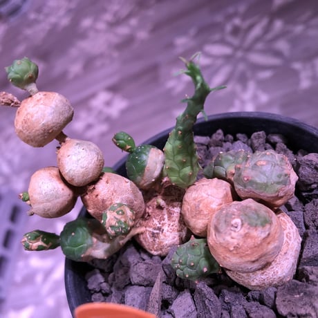 euphorbia   globosa