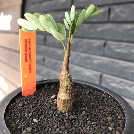 senna  meridionalis《 SS size》littmon seed🌱※小振りながら大切に育てた成長楽しみ可愛いセンナ（限定3株）※mad black pot植え