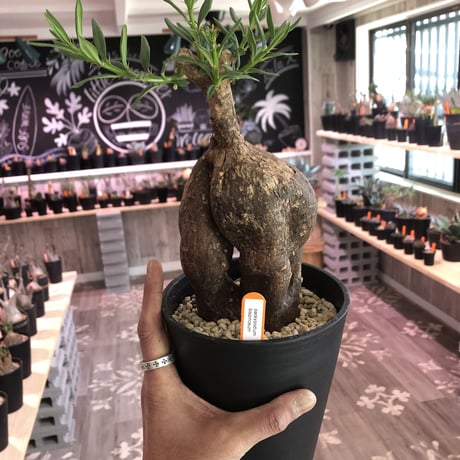 packypodium   bispinosum《M size》