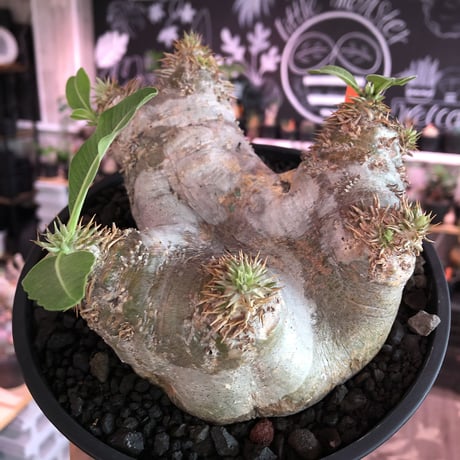 packypodium  eburneum《大きめM  size》※現地球発根済株※店主国内管理4年株※荒い岩肌質にエブレらしいぼってり樹形が堪らない一株※浅鉢植え