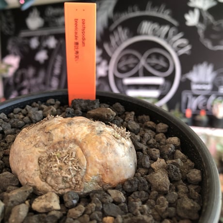 packypodium  brevicaule恵比寿笑い《S S size》※現地球発根済株※愛くるしく激カワサイズな笑い‼︎中々流通なき小サイズ※mad black bowl pot植え