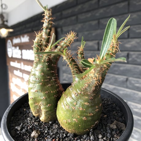 pachypodium gracilius《M size》希少green肌&W-he'd株※現地球発根後店主国内管理2年株※強いgreen肌とぼってり株元な選抜株※mad black pot植え