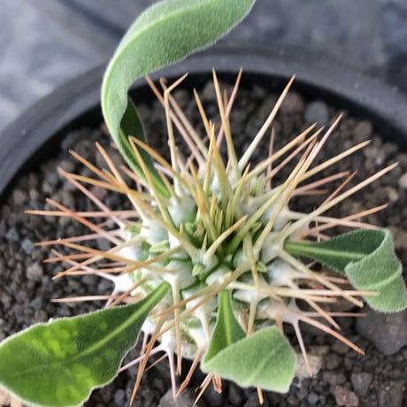pachypodium  namaquanum 光堂《小さめM size》littmon seed🌱※希少種‼︎しっかり育てた大きめのかわいい奴※mad black pot植え