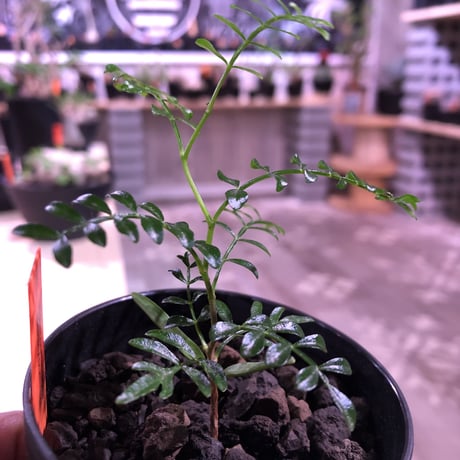 packypus  &  densicaule（恵比寿大黒）   littmon  seed🌱