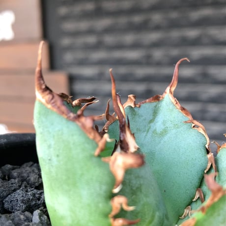 agave titanota  白鯨陽炎type《S size》※現地球株発根済 ①※唸り良き鋸歯に幅広肉厚タイプ※black pot植え