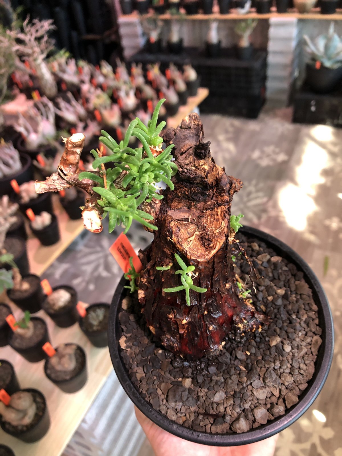 mestoklema tuberosum《M size》※現地球発根済株※幹は太めweigh