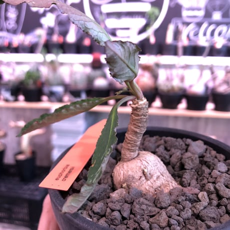 euphorbia cremersii《M size》※大きめぽっこり塊根&葉の表と裏がcolor違いの上、mad質で渋い肌質が大変カッコ良く上品な一株‼︎※mad black bowl pot植え