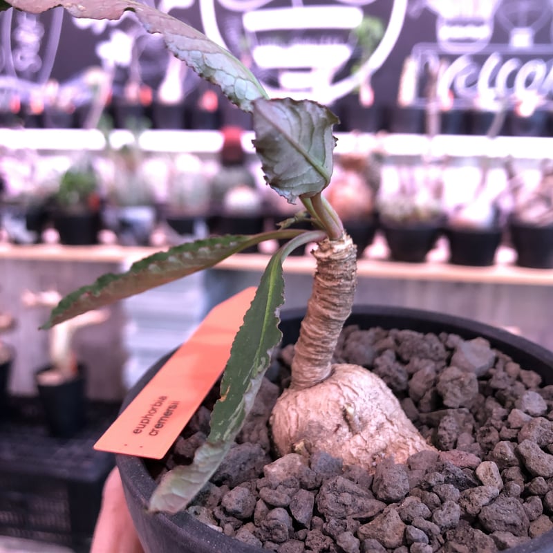 euphorbia cremersii《M size》※大きめぽっこり塊根&葉の表と裏
