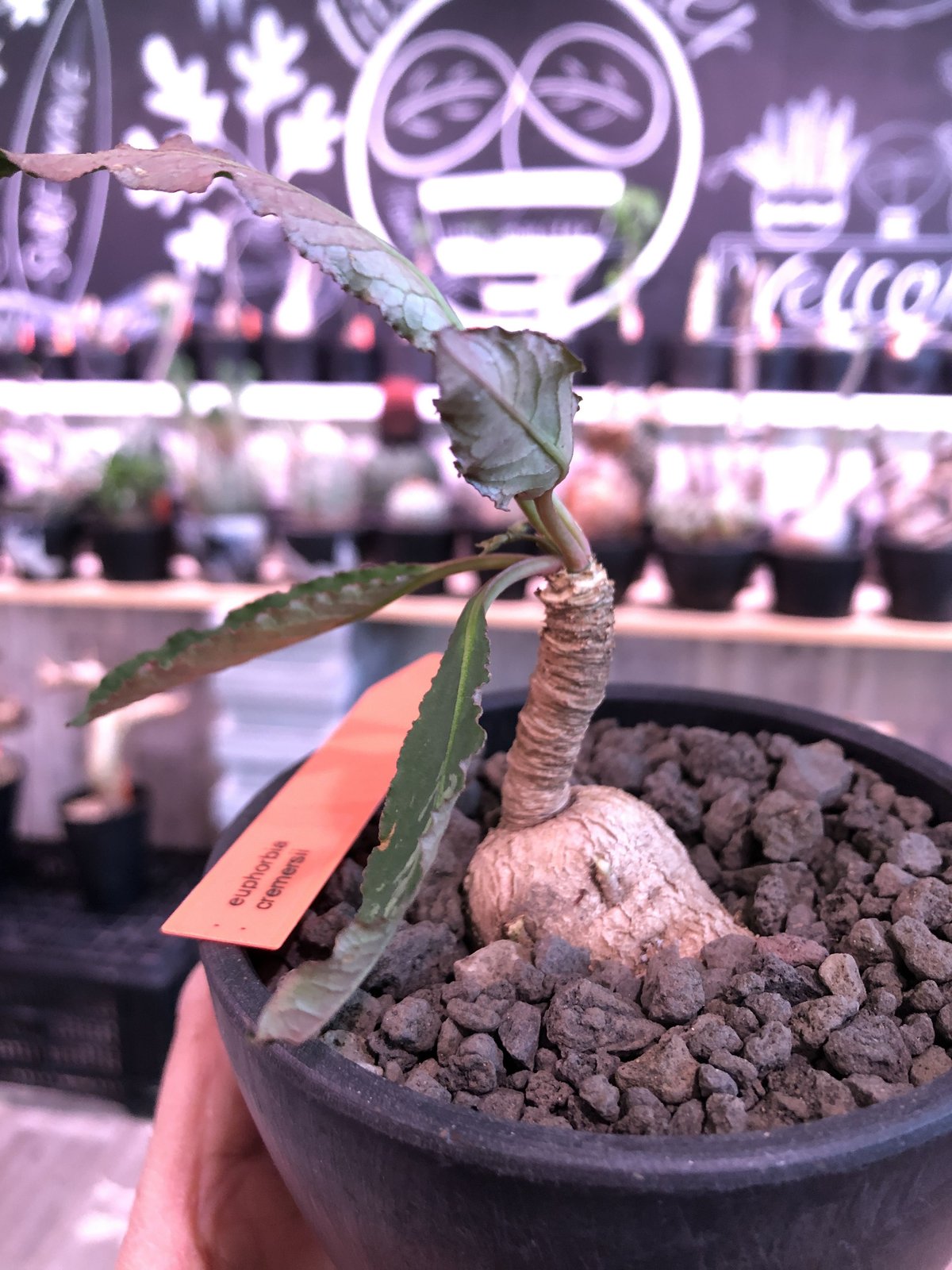 ユーフォルビア クレメルシー 実生 繁殖苗 ユーフォルビア・クレメルシー（Euphorbia cremersii）の育て方