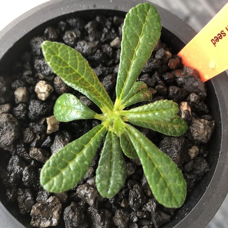 希少‼︎ dorstenia gigas《S size》littmon  seed🌱（実生株）※今季成長&枝振りに期待できる将来有望人気者ギガス※mad black pot植え