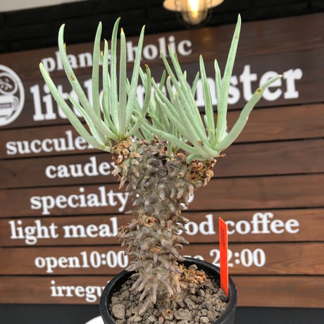 tylecodon  wallichii  和名＝奇峰錦《大きめM size》※現地球発根後店主管理5年株※美しく大きめで低重心良樹形な一株※ mad black pot植え