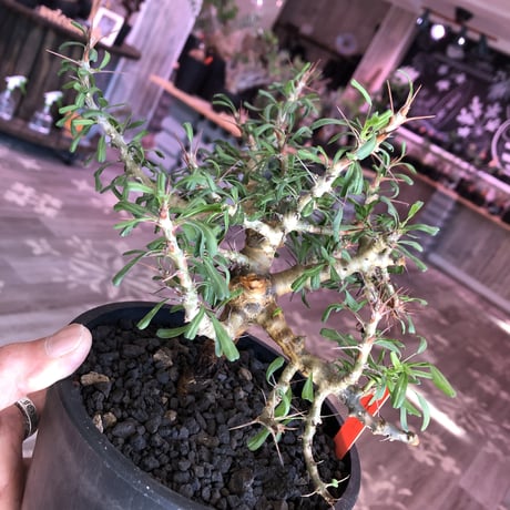 sarcocaulon  camdeboense《 L  size》※mad black pot植え　希少サルコ‼︎　開花前枝&幹が白くなります‼︎